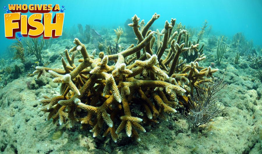 Staghorn-Coral-In-The-Wild A large Natural Staghorn