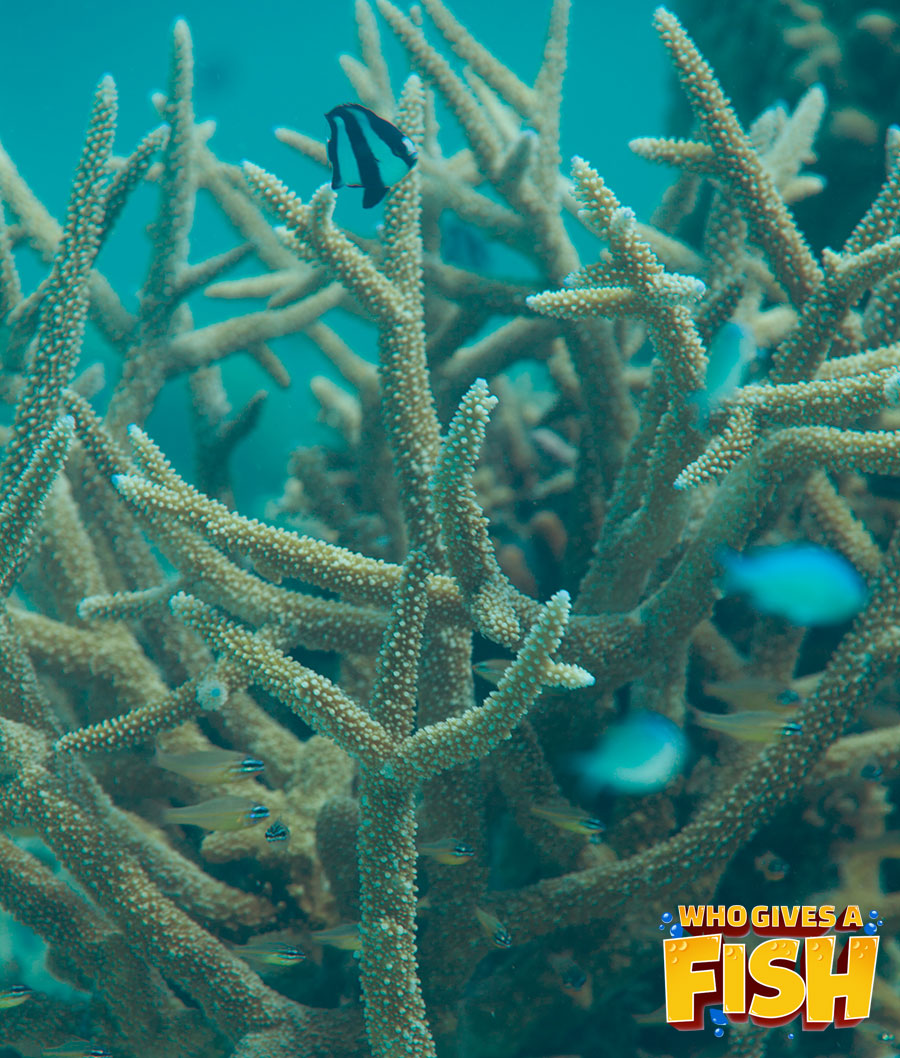 Staghorn-Coral Big Staghorn Coral