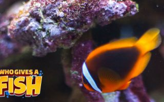 The-Cinnamon-Clownfish-320x200 An Arabian Angelfish in an aquarium