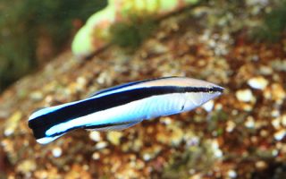 The-Cleaner-Wrasse-Home-Aquarium-320x200 Magnificent Elegance Coral