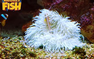 The-Sebae-Anemone-And-Clownfish-320x200 Magnificent Elegance Coral