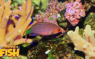 Six Line Wrasse