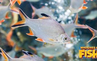 Magnificent Elegance Coral