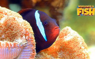 The-Tomato-Clownfish-Breeding-320x200 The yellow and blue Bicolor Angelfish