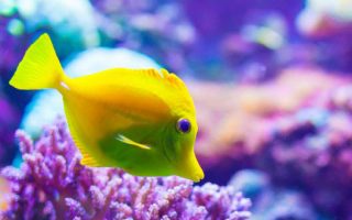 Magnificent Elegance Coral