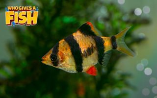 Magnificent Elegance Coral