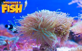 Torch-Coral-320x200 Magnificent Elegance Coral