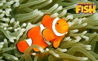 True-Percula-Clownfish-And-Anemone-320x200 The glowing Yellow Angelfish
