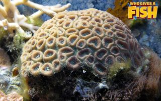 Trumpet-Coral-In-A-Home-Aquarium-320x200 The common clownfish