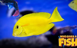 Magnificent Elegance Coral