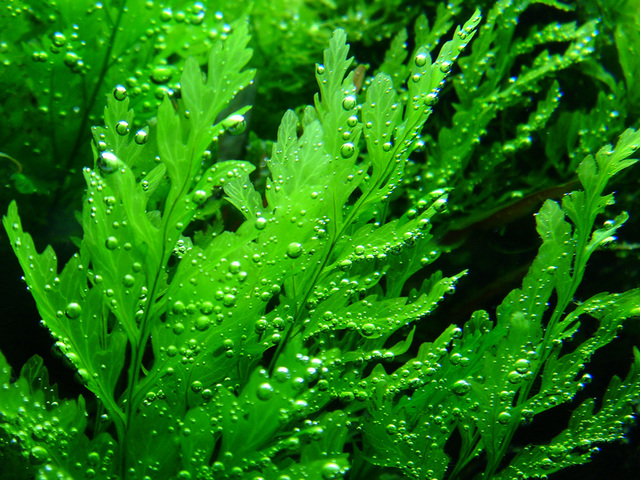 bolbitis_heudelotii The African Water Fern