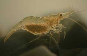 Closeup of a ghost shrimp