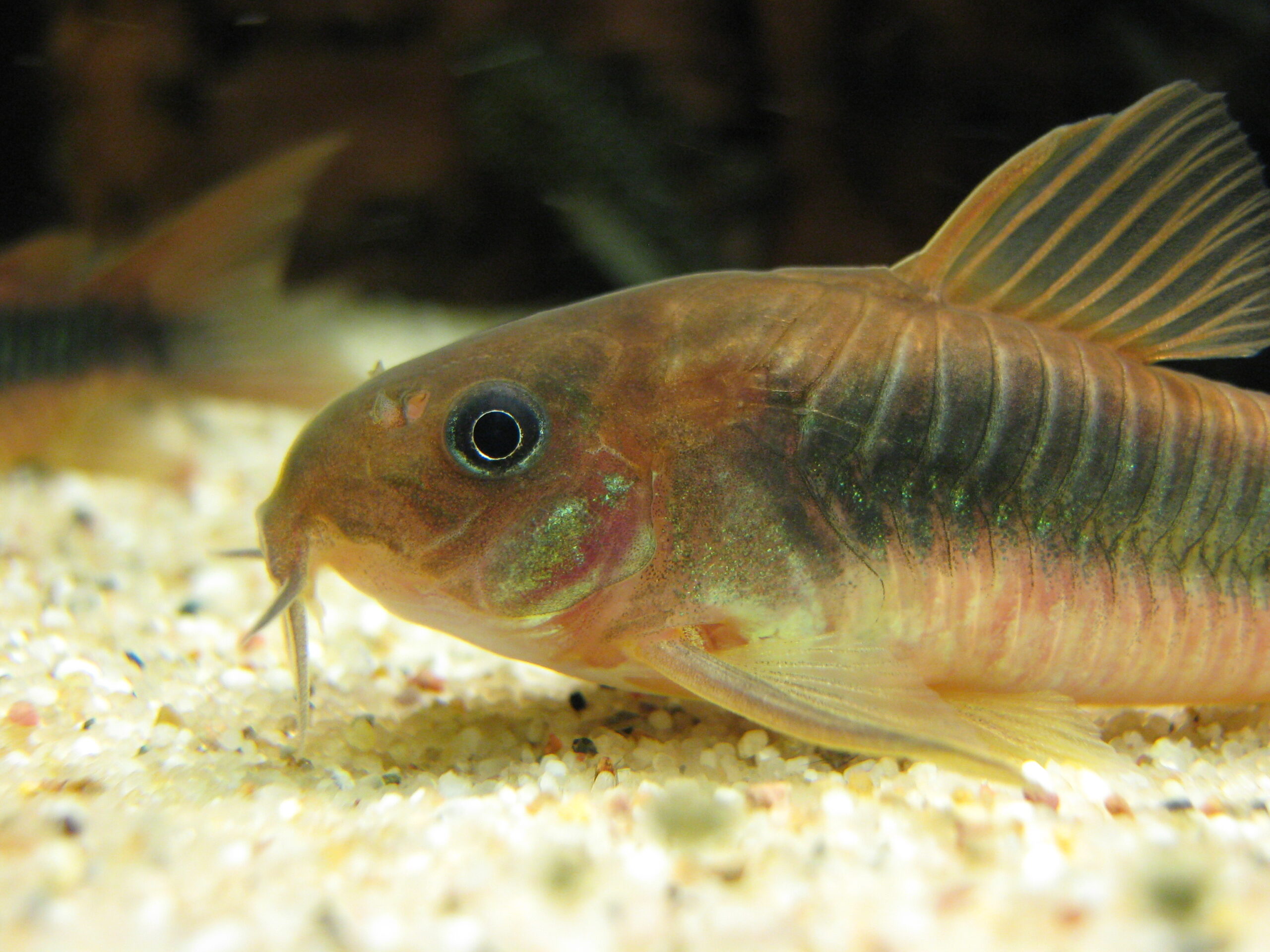 Bronze-Corydoras1 The Bronze Corydoras Catfish