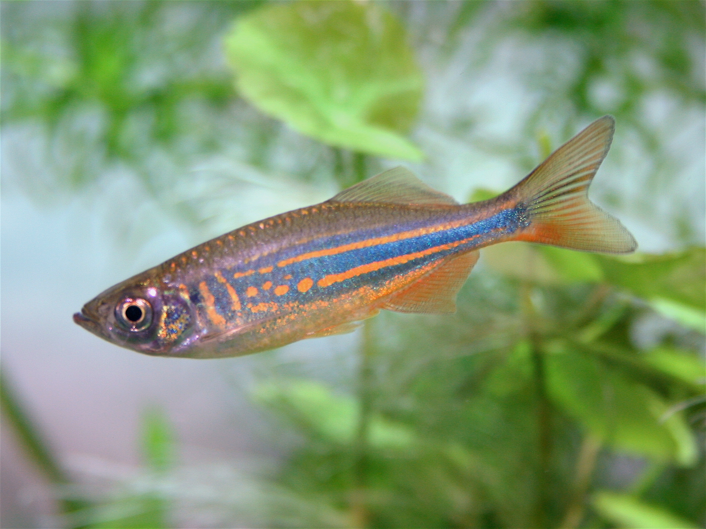 Giant-Danio2 The Giant Danio