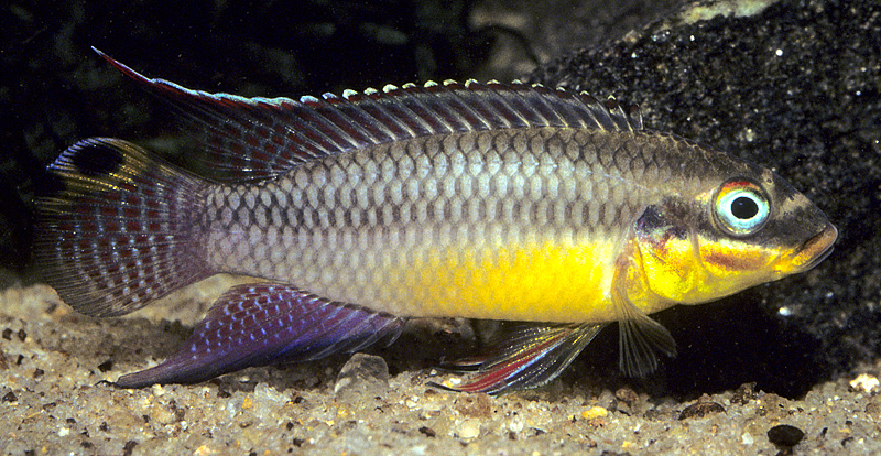 Kribensis Cichlid Who Gives A Fish