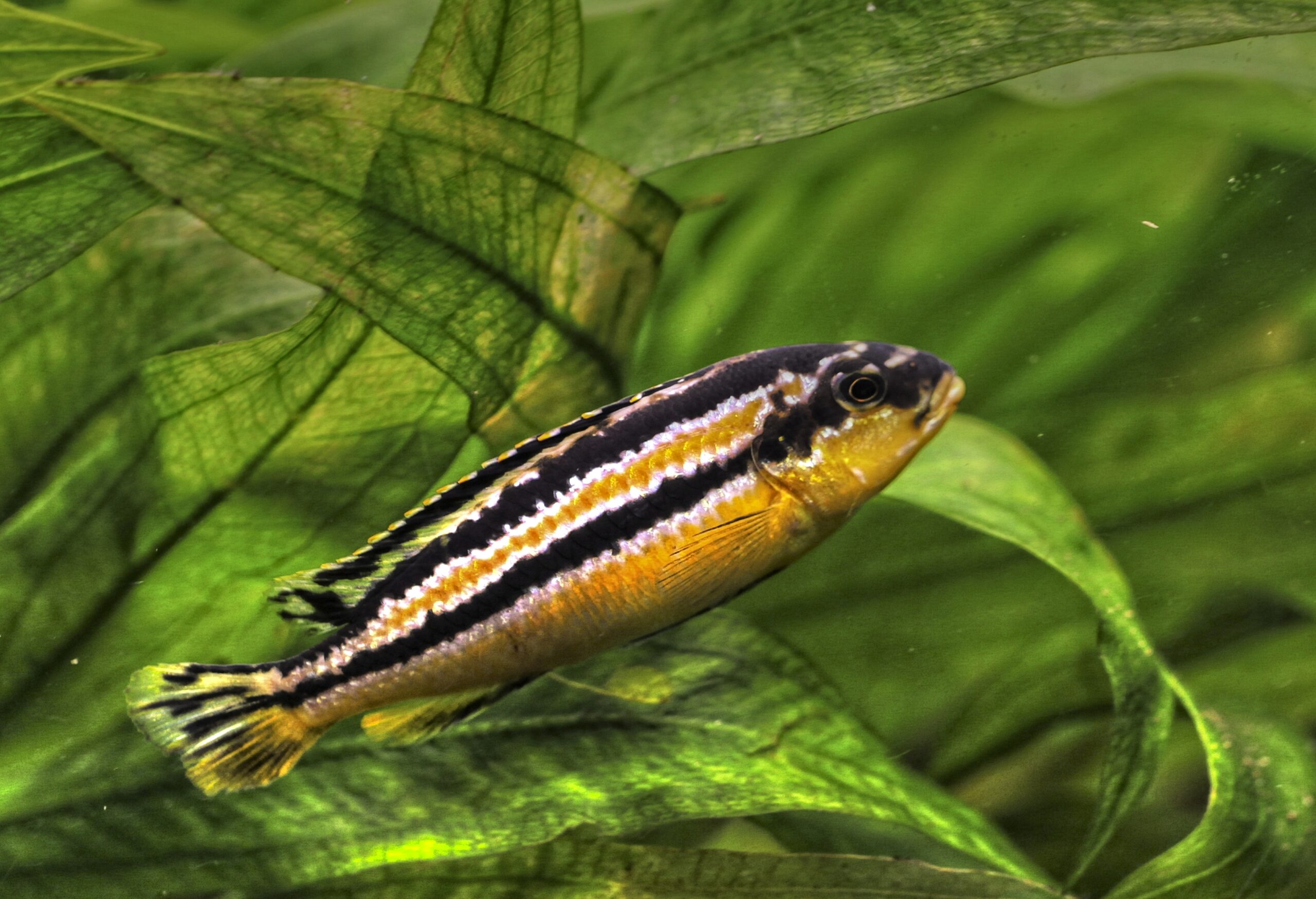 A female Auratus