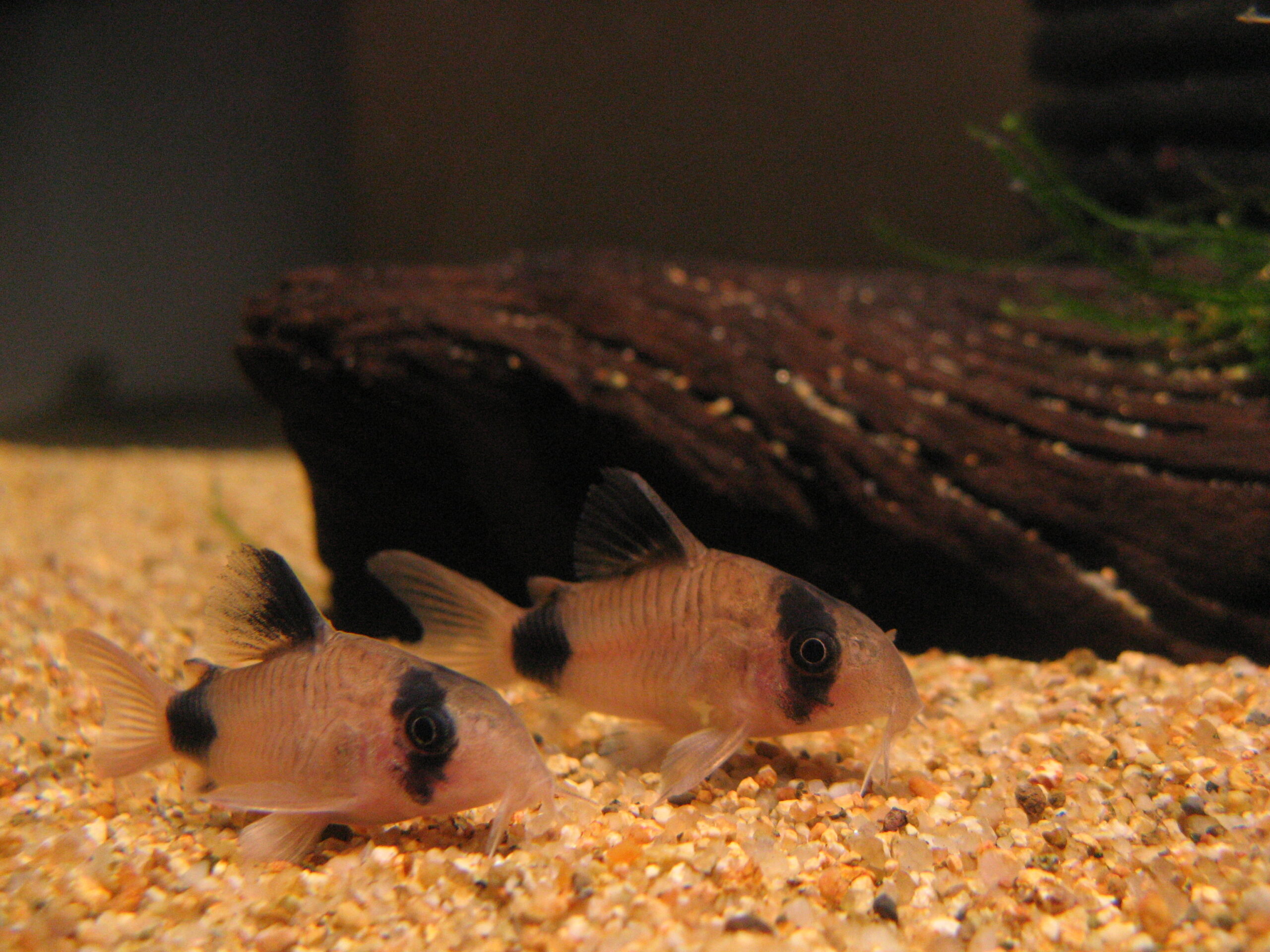 Several Panda Corydoras