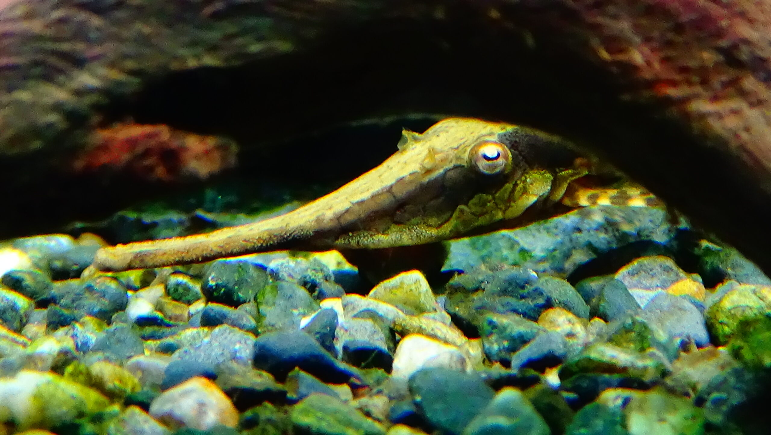 Twig-Catfish1 The Cold Water White Cloud Mountain Minnow