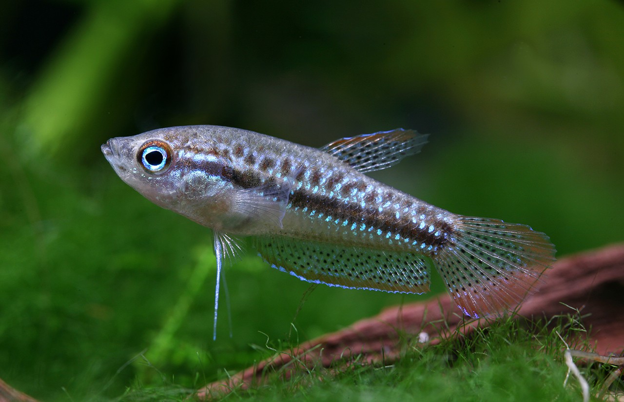 The small and pretty Sparkling Gourami